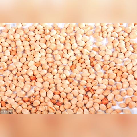 国际大豆市场最新行情深度解读