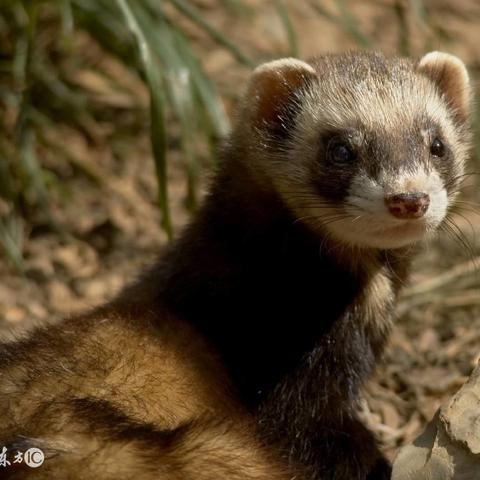 ＂白小姐中特期期准选一＂的：快速解答方案设计_44-26-35-24-33-03 T：287.19