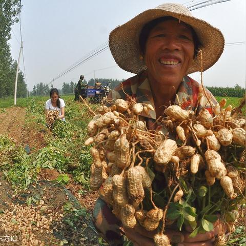 松原花生价格走势分析