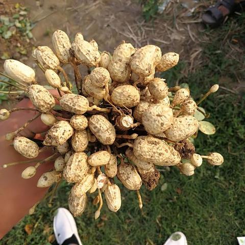 松原花生价格走势分析