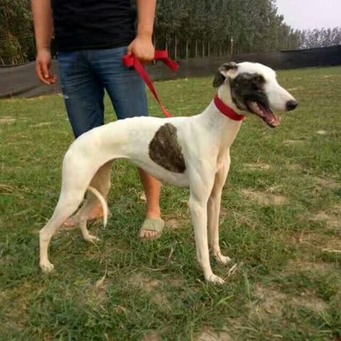 天津格力犬最新资讯概览