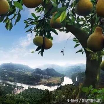 柚宝宝孕育APP，新时代的孕育智慧之选