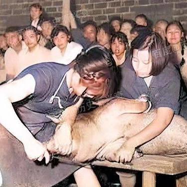 中国女同志发展,数据、趋势与深远影响分析