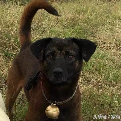 青川猎犬最新出售信息概览