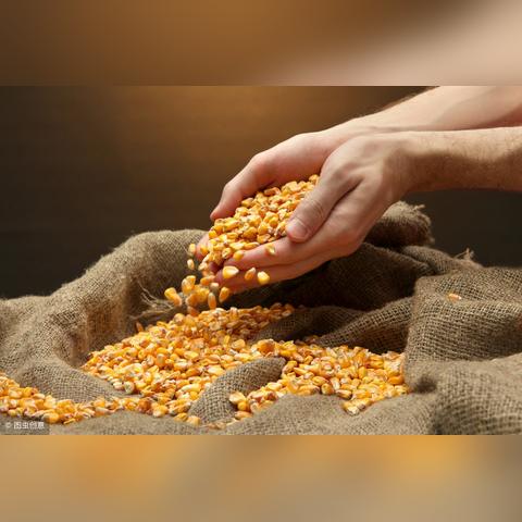 今日猪价走势分析概览