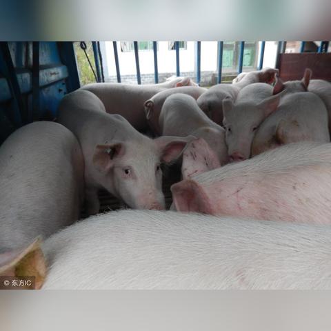 今日猪价走势分析概览