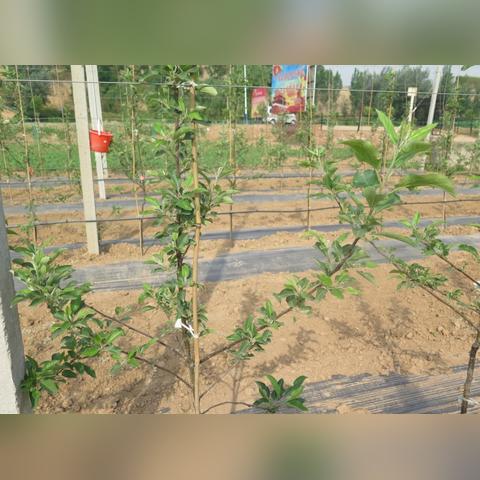 苹果树修剪技术最新详解