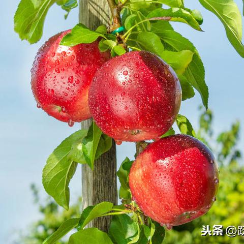 苹果树修剪技术最新详解