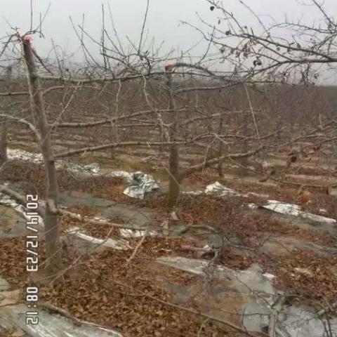 苹果树修剪技术最新详解