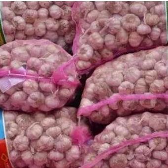 山东苍山蒜苔价格走势分析