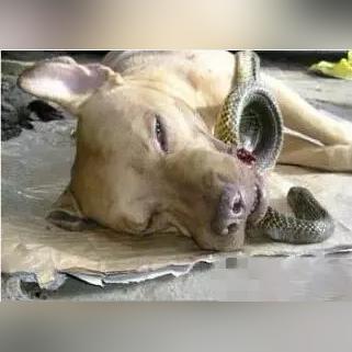 比特战犬最新买卖信息汇总