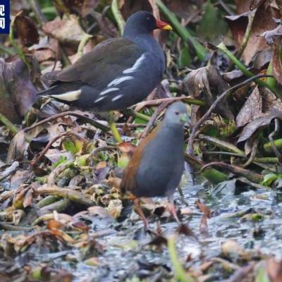 网捕黑水鸡观察实录，最新视频报告分析