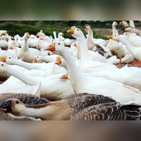 最新肉鹅价格行情解析