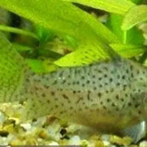 2025港澳正版资料,蛇、龙、鼠、狗_07-40-46-19-25-15 T：1431.556