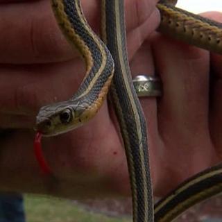 2025港澳资料免费,蛇、兔、龙、马_23-27-28-12-43-26 T：1642.638