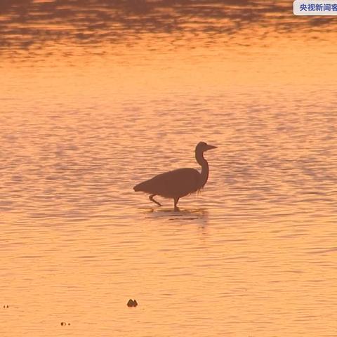 升金湖生态恢复新进展与旅游动向