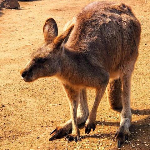 今晚9点35出结果,狗、鼠、蛇、虎_49-31-30-06-39-40 T：2372.357