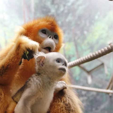 今晚澳门9点35分开什么请回答我,鸡、虎、猴、羊_33-22-15-19-04-09 T:0287.930