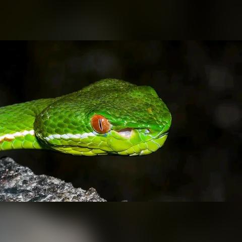 澳门一码一码100准确下都,蛇、马、牛、猪_41-31-47-29-35-36 T：4772.582