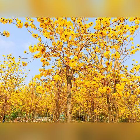 阳春市招工信息最新详解