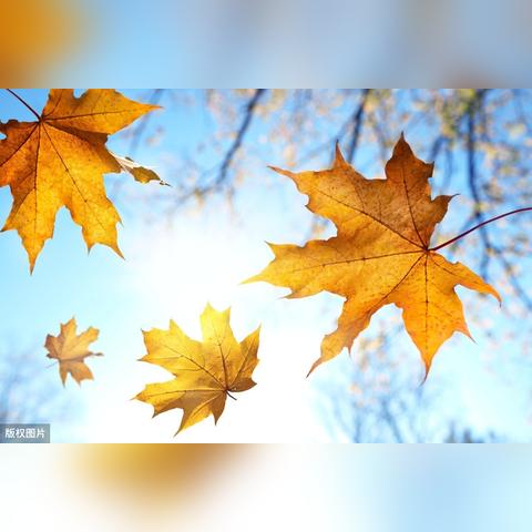 浮城最新番外揭秘，数字背后的故事