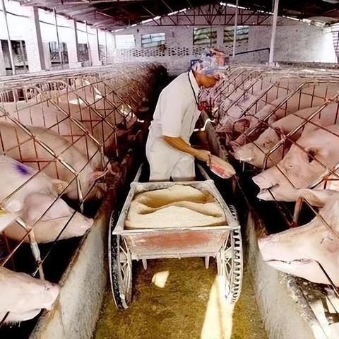 豆粕最新价格走势深度解析