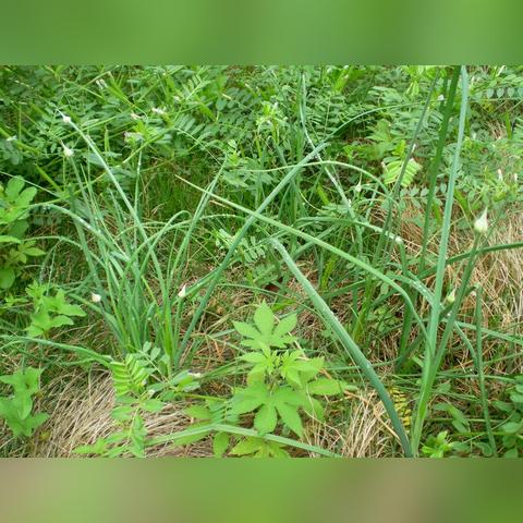 香野乡村最新动态报道