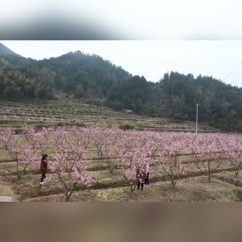 西安林河春天最新进展信息