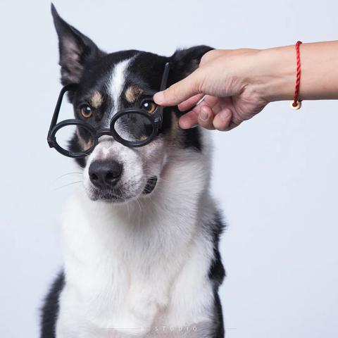 专业训犬师招聘启事，开启宠物事业新篇章