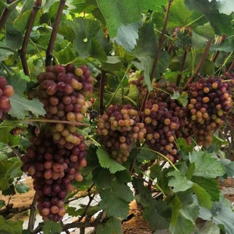 大田房屋最新出租信息概览