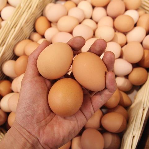 今日鸡蛋价格行情解析