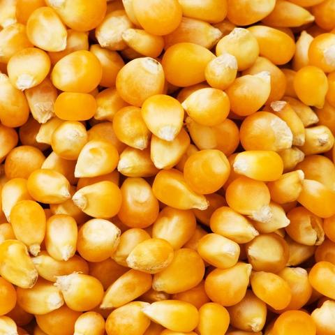 今日鸡蛋价格行情解析