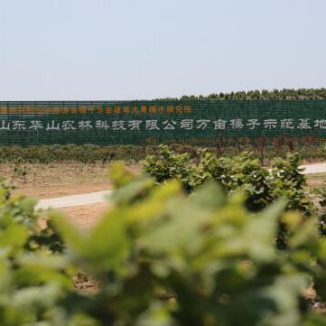 山东荒山荒地承包最新信息解读