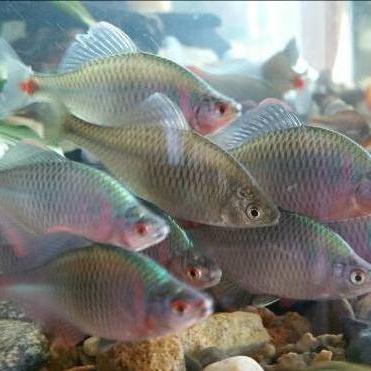 车轮虫病高效治疗方法研究最新进展