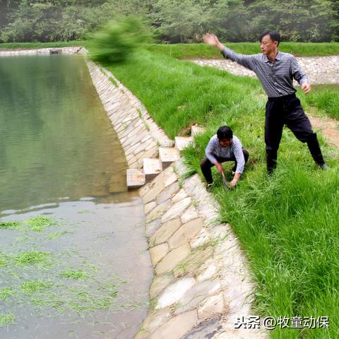 车轮虫病高效治疗方法研究最新进展