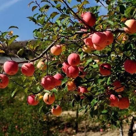 最新防雹网安装教程