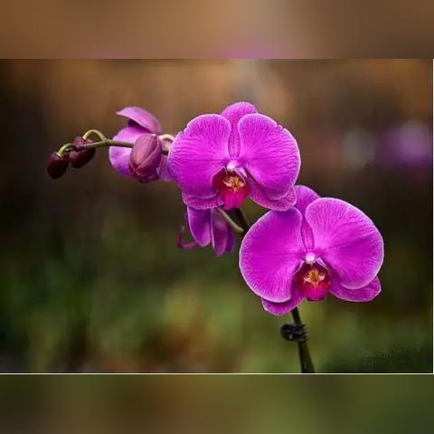 红色仕途最新章节，热血征程中的信仰之光