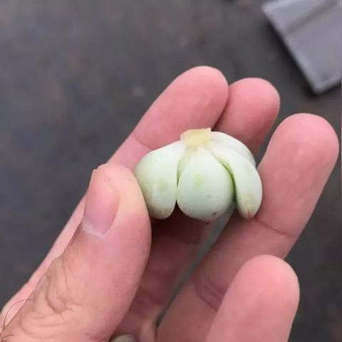 东北跳大神搬杆子现象最新探究