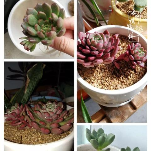 东北跳大神搬杆子现象最新探究