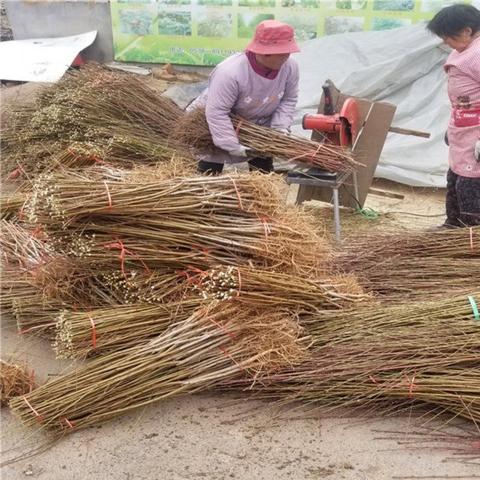 最新晚熟桃品种概览