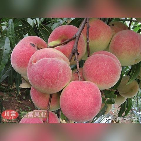 最新晚熟桃品种概览