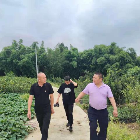 最新晚熟桃品种概览