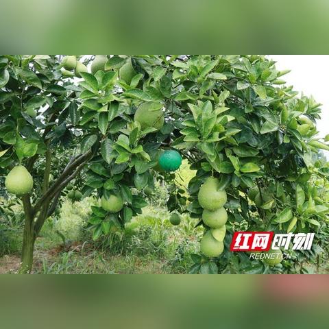 福林庭院动态更新，最新消息汇总