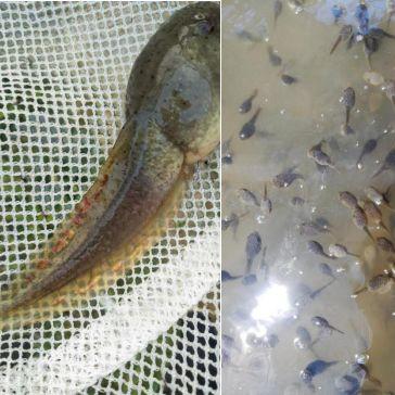 广东牛蛙价格最新行情分析