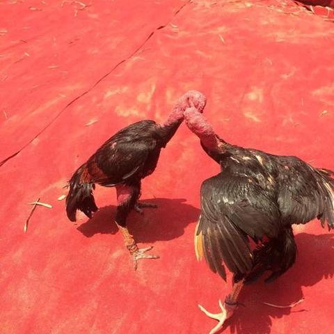 凭祥小苏斗鸡热血竞技，再现辉煌瞬间视频