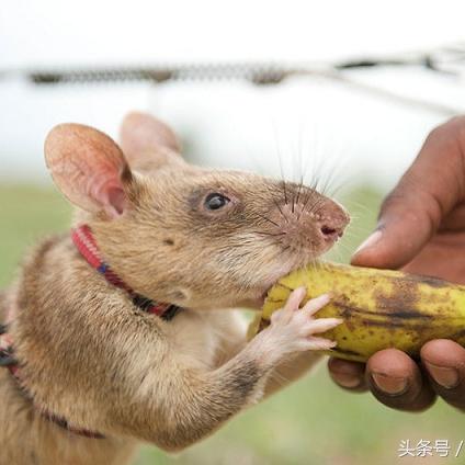 微信红包扫雷玩法详解及最新攻略