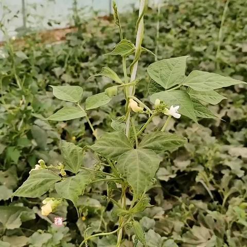 府谷房屋最新出售信息概览