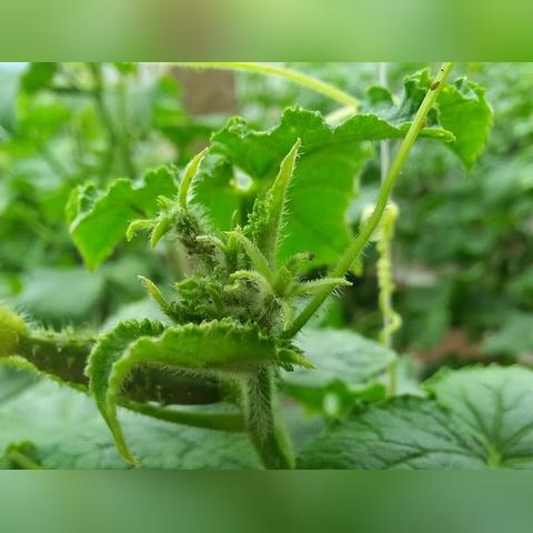 温室黄瓜高效管理新方法