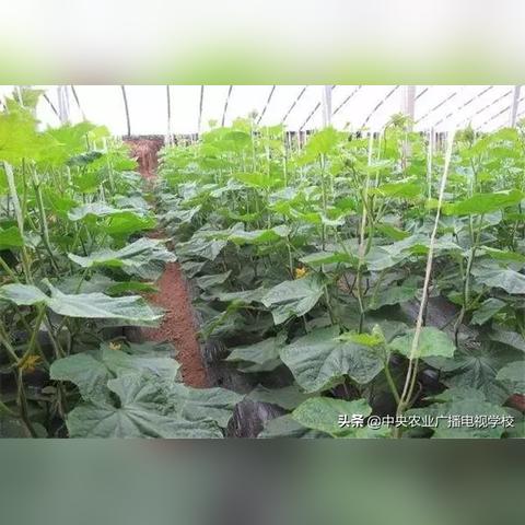 温室黄瓜高效管理新方法