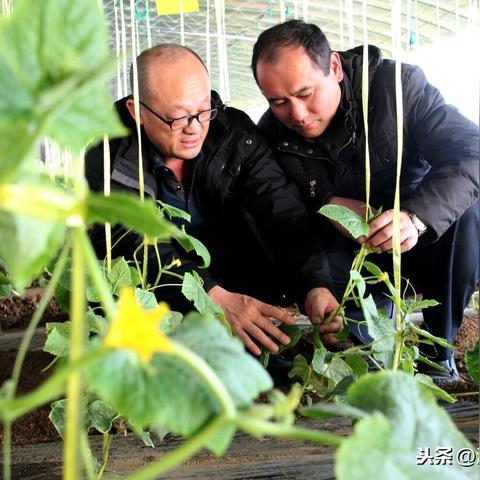 温室黄瓜高效管理新方法
